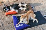 Dog Helios 'Expedition' Sporty Travel Camping Pillow Dog Bed - Purple / Black